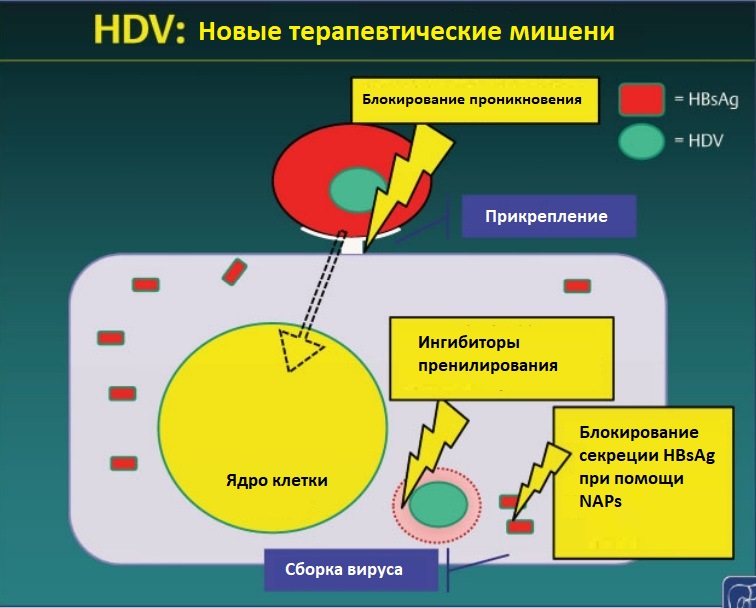 HDV мишени