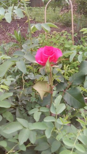 роза кр.jpg